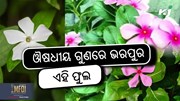 ଏହି ଫୁଲ ଦୂର କରିବ, ଶରୀରର ଅନେକ ରୋଗ 