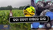 Black Turmeric Farming:  ଉପଯୁକ୍ତ ଜଳବାୟୁ ଓ ମୃତ୍ତିକା ଆବଶ୍ୟକ 