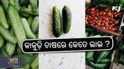 Cucumber Farming: କାକୁଡ଼ିର ଏହି ନୂତନ କିସମ ଚାଷ କରନ୍ତୁ  