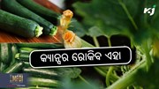 Zucchini benefits: ବିପି ଓ ଡାଇବେଟିସ କଣ୍ଟ୍ରୋଲ କରିବ ଏହି ପରିବା