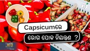 Capsicum Farming: କିପରି କରିବେ ରୋଗ ପୋକ ନିୟନ୍ତ୍ରଣ  ?