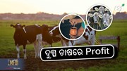 Dairy Farm: କିପରି ଆରମ୍ଭ କରିବେ ବ୍ୟବସାୟ ?  