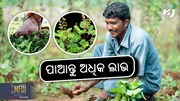 Basil Farming:  କିସମ ଏବଂ ଚାଷର ସହଜ ପଦ୍ଧତି