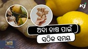Ginger Farming: ମଞ୍ଜି ବୁଣିବାର ସଠିକ୍ ଉପାୟ