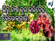 lychee farming : ଲିଚୁ ଚାଷରେ ପ୍ରଚୁର ଲାଭ