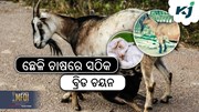 Goat Farming: କିପରି କରିବେ ଉନ୍ନତ ପ୍ରଜାତି ଛେଳି ଚାଷ ?