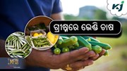 ଗ୍ରୀଷ୍ମକାଳୀନ ଭେଣ୍ଡି ଚାଷ କିପରି କରିବେ ?