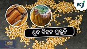 Maize Farming: ମକା ଚାଷରେ ବିପୁଳ ଲାଭର ରାଜ ଜାଣନ୍ତୁ....!