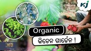 Kitchen Garden: ଛାତ ଉପରେ ଜୈବିକ କିଚେନ ଗାର୍ଡେନ !