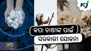Cotton Farming: କପା ଚାଷ ପାଇଁ ସରକାରୀ ଯୋଜନା