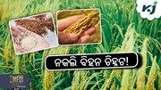 Identify paddy seed: କିପରି ଜାଣିବେ ବିହନ ଅସଲି ନା ନକଲି ?