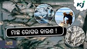 Fish Farming: ମାଛ ଚାଷରେ ରୋଗ ନିରାକରଣ !