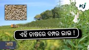 ରାଶି ଚାଷରେ ଭଲ ଉତ୍ପାଦନ କରିବାର ଉପାୟ
