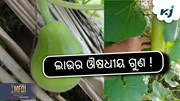 Bottle Gourd: ଲାଉ କମାଇବ ବ୍ଲଡ଼ ପ୍ରେସର !
