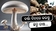 mushroom: ବର୍ଷା ଦିନରେ କରନ୍ତୁ ଛତୁ ଚାଷ !