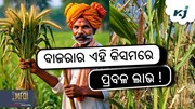 ଖରିଫରେ କରନ୍ତୁ ବାଜରା ଚାଷ