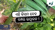 ଜହ୍ନିର ଏହି ଉନ୍ନତ କିସମ ଦେବ ବମ୍ପର ଉତ୍ପାଦନ !