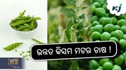 Peas Farming: ଲାଭଦାୟକ ମଟର ଚାଷ !