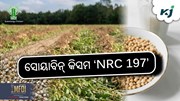 ICAR ବିକଶିତ କଲା ନୂଆ ତୈଳବୀଜ ଫସଲ ବିହନ 