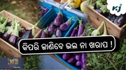 ବାଇଗଣରେ ପୋକ ଲାଗିଛି କି ନାଇଁ କିପରି ଜାଣିବେ ?