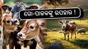 ଗୋସମ୍ପଦ ସିମେନ ଟେକ୍ନୋଲୋଜି ପାଇଁ ୟୁନିଫାଏଡ୍ ଜିନୋମିକ୍ ଚିପ୍ !