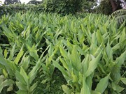 ହଳଦୀ ଚାଷ ସହ ଜଡିତ କିଛି ଜରୁରୀ ସୂଚନା