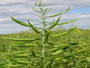 ମାଟି ଓ ମଣିଷର ସ୍ୱାସ୍ଥ୍ୟ ପାଇଁ ଡାଲିଜାତୀୟ ଫସଲ ଚାଷ