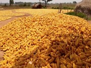 ଜଳବାୟୁ ପରିବର୍ତ୍ତନରେ ମକା ଚାଷ ହିଁ ମାନବ ସମାଜକୁ ରକ୍ଷା କରିପାରିବ