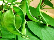 ବ୍ୟବସାୟିକ ଭିତ୍ତିରେ ଶିମ୍ବ ଚାଷ ଦେବ ଅଧିକ ଲାଭ