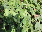 ଜୈବିକ କୃଷି ଉପରେ ଦିଆଯିବ ଅଧିକ ଗୁରୁତ୍ଵ!