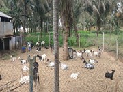 ଛେଳି -ଲେଣ୍ଡି ଖତର ବିବରଣୀ ଓ ଏହାର ଉପାଦେୟତା