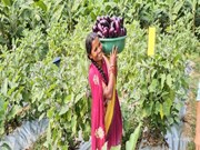 କଳାହାଣ୍ଡି ପରିବା ଚାଷୀଙ୍କ ସଫଳତା ସମ୍ପର୍କରେ ଉଲ୍ଲେଖ କଲେ ପ୍ରଧାନମନ୍ତ୍ରୀ