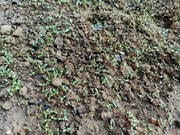 Fenugreek farming: ଆଧୁନିକ ପ୍ରଣାଳୀରେ ମେଥି ଶାଗ 