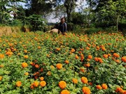 FLOWER FARMING: ଏହି ଫୁଲ ଚାଷରେ ମିଳିବ ଦ୍ଵିଗୁଣ ଲାଭ