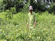 PM-Kisan: କୃଷି କାର୍ଡ ଅନିବାର୍ଯ୍ୟ !