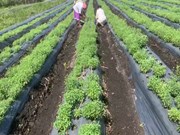 ଷ୍ଟିଭିଆ ଚାଷ ଓ ଏହାର ସ୍ୱାସ୍ଥ୍ୟ ଉପକାରିତା….