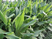 ରାଷ୍ଟ୍ରୀୟ ହଳଦୀବୋର୍ଡର ସ୍ଥାପନା 