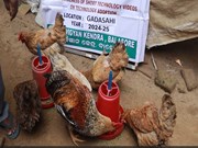 Poultry Farming: ଘରେ ପ୍ରସ୍ତୁତ କରନ୍ତୁ ଚିକେନ୍ ଫିଡ୍ !
