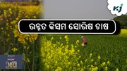 Mustard Farming: ଉନ୍ନତ କିସମ ସୋରିଷ ଚାଷ