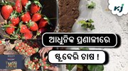 Strawberry farming: ଏହି ଉପାୟରେ ଚାଷ କଲେ ଭଲ ଲାଭ !