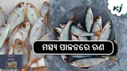 KCC LOAN: ମତ୍ସ୍ୟ ପାଳନରେ ମିଳିବ ସହଜରେ ଋଣ 