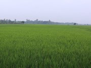 ଓଡ଼ିଶା ସରକାରଙ୍କ ବଡ଼ ପଦକ୍ଷେପ: ପାରମ୍ପରିକ ଚାଉଳରୁ କୋଟି କୋଟି ଟଙ୍କାର ବ୍ୟବସାୟ