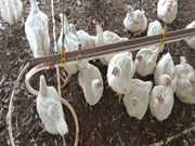 ଖରାଦିନରେ କୁକୁଡ଼ାଙ୍କ ଉପଯୁକ୍ତ ଯତ୍ନ  ଖରାଦିନରେ କୁକୁଡ଼ାଙ୍କ ଉପଯୁକ୍ତ ଯତ୍ନ