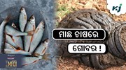 ମାଛ ଚାଷରେ କାହିଁକି ହୁଏ ଗୋବର ବ୍ୟବହାର ? ମାଛ ଚାଷରେ କାହିଁକି ହୁଏ ଗୋବର ବ୍ୟବହାର ?