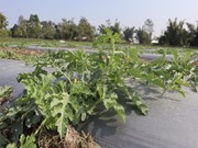 କେଉଁ ସମୟରେ ଚାଷ କରିବେ ତରଭୁଜ, ଆସନ୍ତୁ ଜାଣିବା.... କେଉଁ ସମୟରେ ଚାଷ କରିବେ ତରଭୁଜ, ଆସନ୍ତୁ ଜାଣିବା....