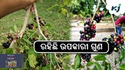 ଡାଇବେଟିସ ରୋଗ ପାଇଁ ଚିନ୍ତିତ କି ? ଖାଆନ୍ତୁ ଏହି ପତ୍ର.... ଡାଇବେଟିସ ରୋଗ ପାଇଁ ଚିନ୍ତିତ କି ? ଖାଆନ୍ତୁ ଏହି ପତ୍ର....