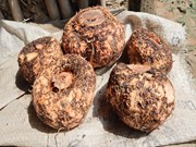 ଏହି ଚାଷରେ ୪ ରୁ ୫ ଗୁଣ ଅଧିକ ଲାଭ ଏହି ଚାଷରେ ୪ ରୁ ୫ ଗୁଣ ଅଧିକ ଲାଭ