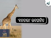 ପ୍ରଧାନମନ୍ତ୍ରୀଙ୍କ ଦ୍ୱାରା ଏକ ଅନନ୍ୟ ବନ୍ୟପ୍ରାଣୀ ସଂରକ୍ଷଣ, ଉଦ୍ଧାର ଏବଂ ଥଇଥାନ ପ୍ରୟାସ ‘ବନତାରା’ ଉଦଘାଟିତ