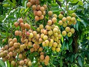 ଲିଚୁ ଚାଷ ପାଇଁ ଏହି ୩ଟି କୀଟ ବିପଦପୂର୍ଣ୍ଣ... ଲିଚୁ ଚାଷ ପାଇଁ ଏହି ୩ଟି କୀଟ ବିପଦପୂର୍ଣ୍ଣ...