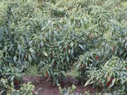 Chilli Farming: ଲଙ୍କା ଚାଷରେ କିପରି କରିବେ ରୋଗପୋକ ନିୟନ୍ତ୍ରଣ…? Chilli Farming: ଲଙ୍କା ଚାଷରେ କିପରି କରିବେ ରୋଗପୋକ ନିୟନ୍ତ୍ରଣ…?